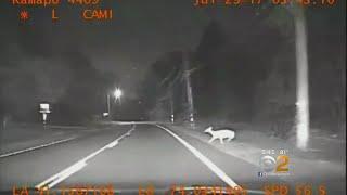 Deer Darts In Front Of Police Car