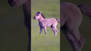 Origin of ponytail cute little horse -HanaKo Horse®