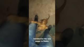 Introducing the puppy to Bobby