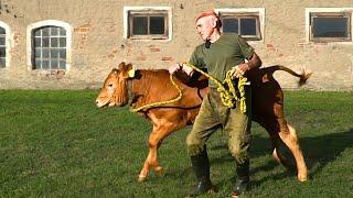 ROMEK szkoli młodego BYCZKA. Ujeżdża byki prawie 60 LAT. Przekazuje swoją WIEDZĘ