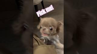 Me, me! Pick me!watch for the wink  #dog #chihuahua #funnydogs #funnyshorts
