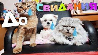 Последнее видео кота Кевина, Билли, Ариелы | теперь всё по-новому!