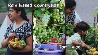 மழை நாளில் ஜெர்மன் கிராமப்புறம் | Comforting yellow Cherry Tomato Soup | Tamil Vlog