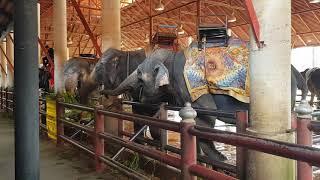 Nong nooch elephants pattaya