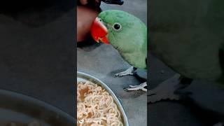 Jay Shree Ram Wala Mithu| #birds #cute #parrot #indian #pets #nature #animals #love #cute#viral#vlog