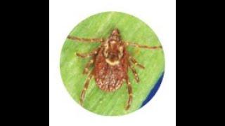 Update on Ticks: 2023