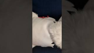 Sleepy Momiji #momiji #touhou #fumo #sleepingpuppy #cute #menimi #alice #funny #horror #surprise