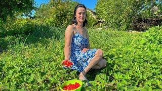 My wife picks strawberries in the garden. Strawberry casserole for breakfast