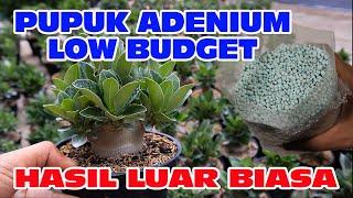 Fertilizer for adenium plants - Part 1. Desert Rose Bonsai.