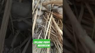 Paddy straw mushroom || Mushroom farming#shorts