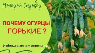 Почему горчат огурцы? | Горькие огурцы | Горчат огурцы