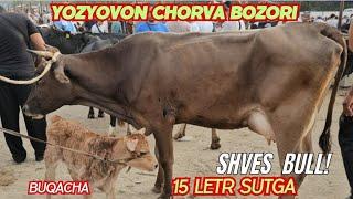 Yozyovon chorva bozori Ro'zg'orbop sigirlar narxlari qanday?️