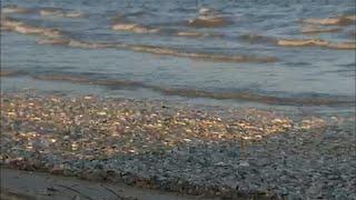 Here's why dead fish are littering Southeast Texas beaches