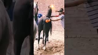 successful Horse Mating  #shorts #horse #mating #viralvideo #youyubeshort #horsemating #viral