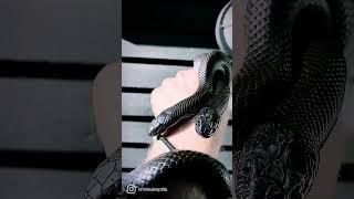 cute  snake #shorts #videos#status #satyam 45s #youtubeviralvideos #viral#videos #shorts