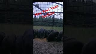 Hogs ran off with trap. #yawtyawt #hog #wildhogs