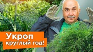 УКРОП ВЗОЙДЕТ ЩЕТКОЙ! Посейте так укроп, и быстрые всходы гарантированы!