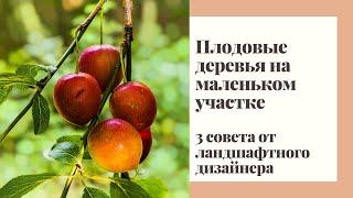 Плодовые деревья на маленьком участке. 3 совета от ландшафтного дизайнера.