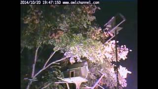 Oct 20 2014 7:44PM Early Owl Visit!