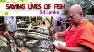 Saving lives of fish...#fishes #vegitarian #govegan srilanka