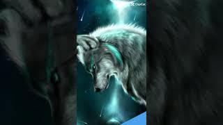 #wolf