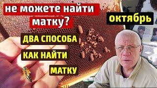 Не могу найти матку Как найти матку в улье  Нет матки Нет расплода