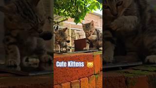 Cute Kitten #cat #kitten #catfunny #behaviorcats #Meowmeow