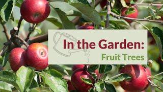 In the Garden: Fruit Trees