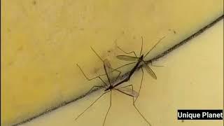 THIS IS WHAT DAMAGE MOSQUITOES CAN CAUSE! #animals #shark #kangal #tiger #kitten
