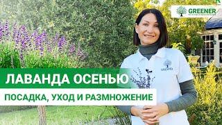 Секреты выращивания лаванды. Правильная обрезка и осенний уход.