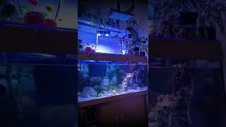 sonoff NS Pro panel aquarium automation