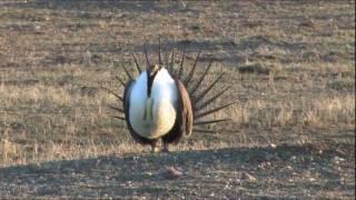 Once Around the Sun on American Prairie