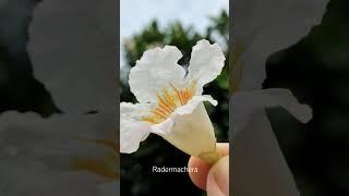 Радермахера. Radermachera.