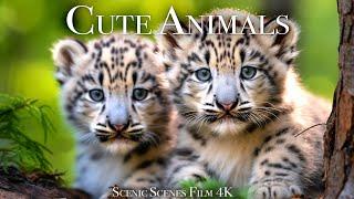 Cute Baby Animals 4K - Amazing World Of Young Animals | Scenic Relaxation Film