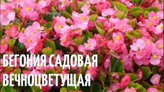 Бегония садовая  вечноцветущая ! Садовое растение.Краткий обзор