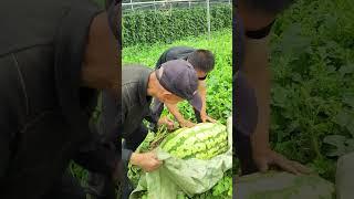 Harvest 200 catties of watermelon  Melon King#villagelife#farming#agriculture#planting #rurallife
