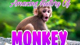 History of Monkey...#monkey#history