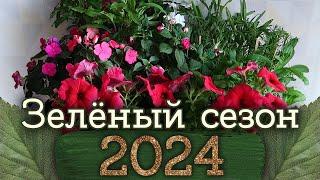 Зеленый сезон 2024 - Клубника, Клумба, Крыльцо и Грядки | Masherisha