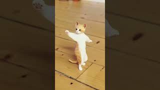 Cat dance on Jhomy jo pathan song 