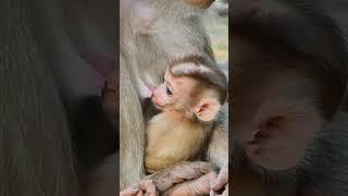 03-03-25 Primate Long Tail Macaques  #abandonedmonkey #monkey #funnyanimals #wildlife #cuteanimals