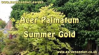 Acer Palmatum Summer Gold