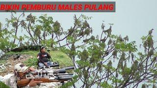 Gila'¶ Satu pohon punai semua|| Berburu di musim hujan