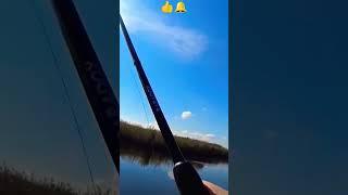 На хлопок щуку как жереха
