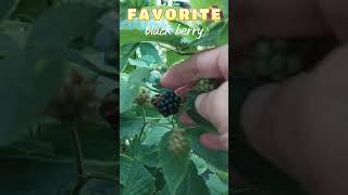 Black Berry : Blackberry : berries : Brombeere : Organic Fruit : My favorite fruit : #shorts #fruits