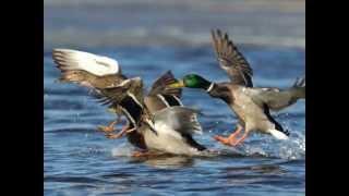 Mallard - Duck Species Profile