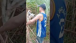 Sugarcane Farming Tapas Tubo #kaprobinsya #buhaysaprobinsya #sugarcanefarming #shortvideo #shorts