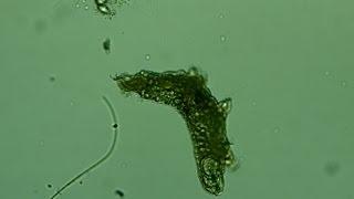 Water Bear - Tardigrades! - Microscope Fun