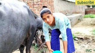 Beautiful girl making bath for buffalo  | Bathing girl | Animals kingdom |by # Bavana Gowda #