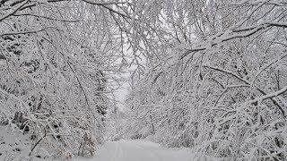 Virtual Drive Through The Snow Covered Forest