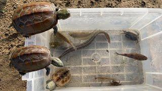 Amazing fround lovely baby turtle, eel, gourami, marble goby, puffer, Tilapia in river canal!!